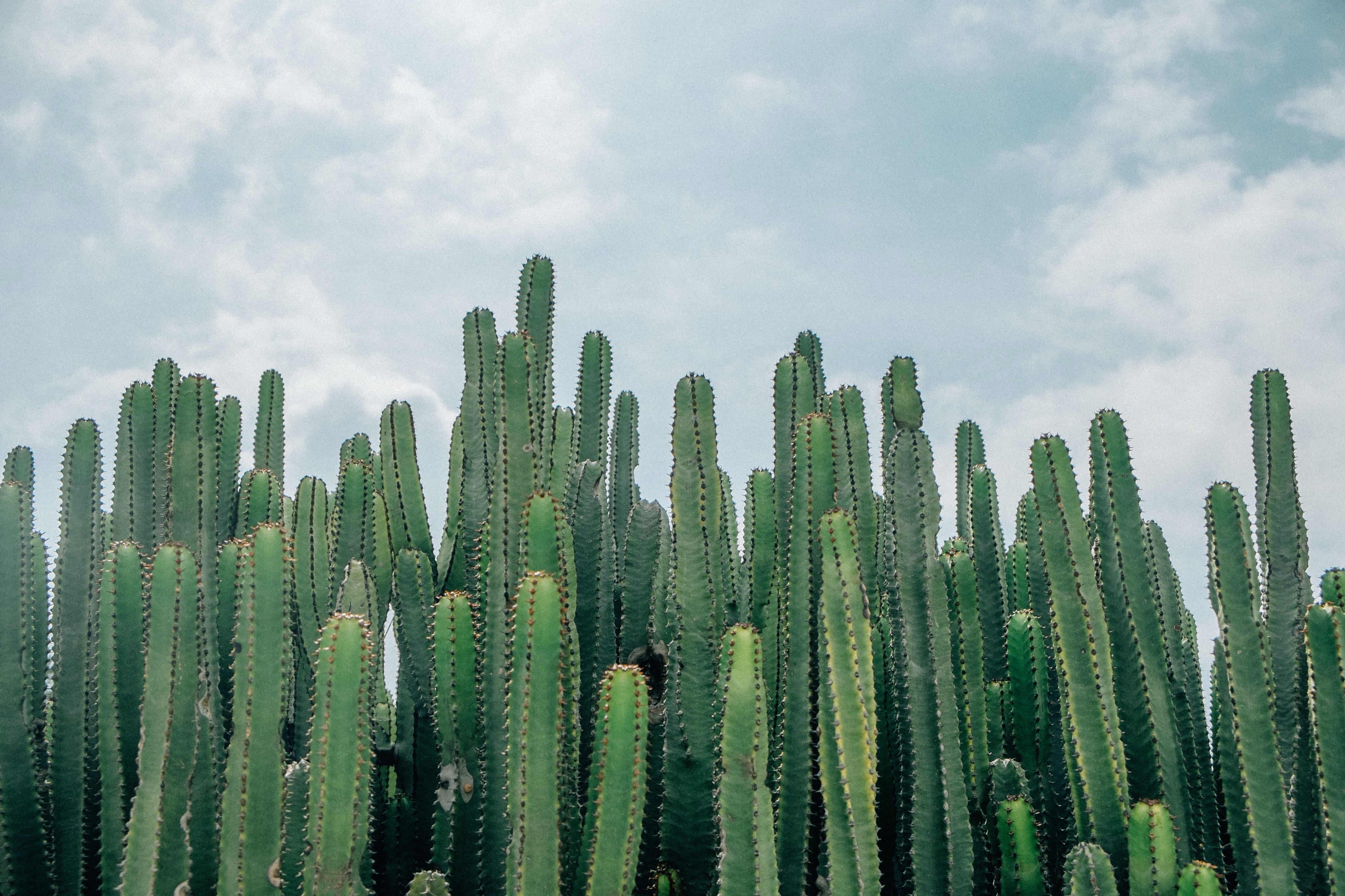 Picture of cactuses