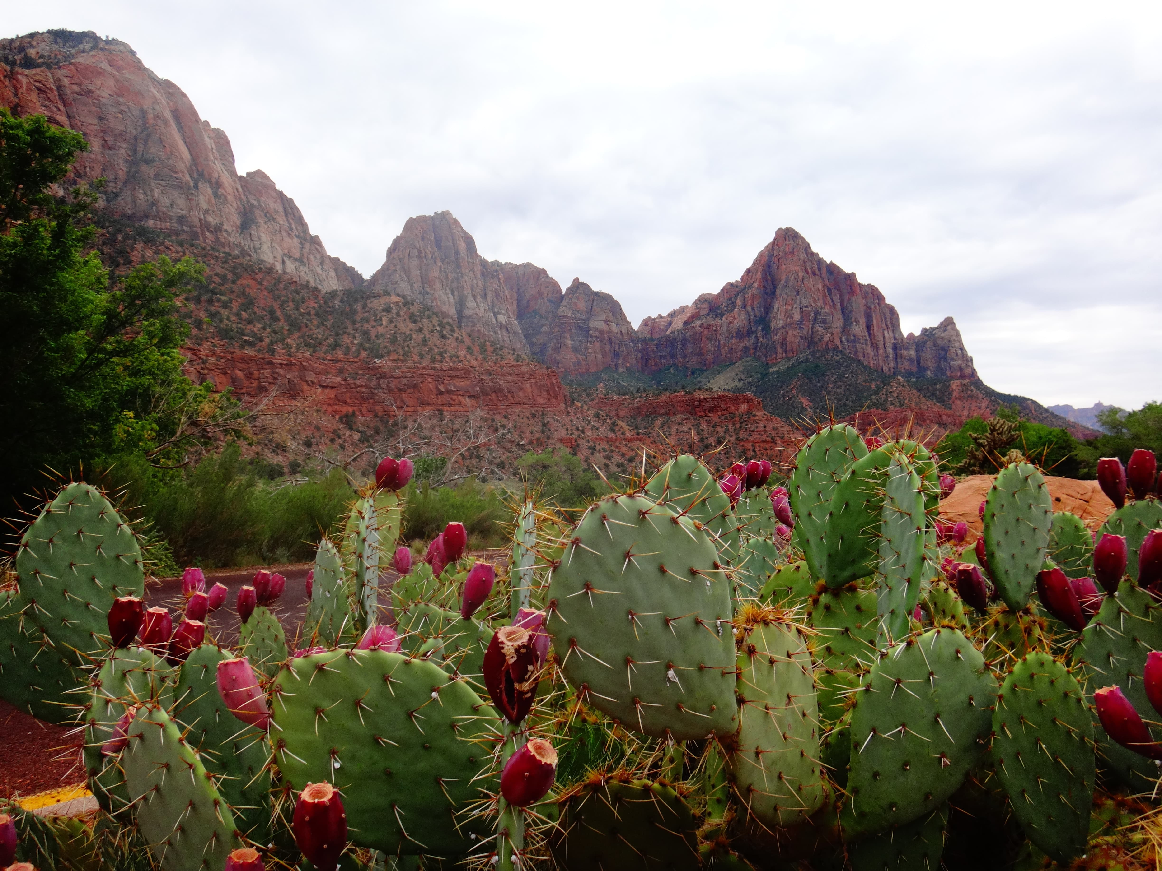 Pictures of mountains and cactuses